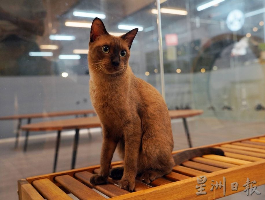 （古城第二版主文）爱猫人士10年来饲养80流浪猫，希望带出勿弃养信息给社会