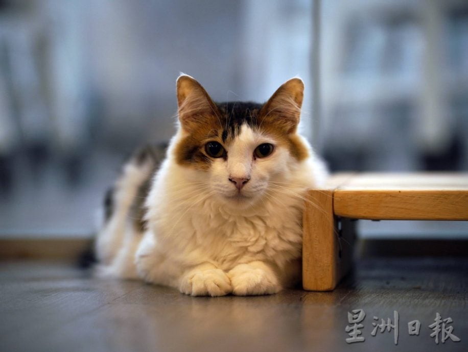 (古城第二版主文)爱猫人士10年来饲养80流浪猫,希望带出勿弃养信息给社会