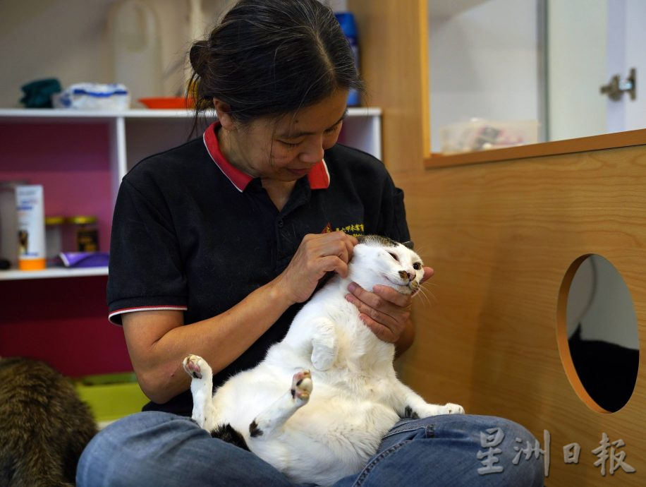 （古城第二版主文）爱猫人士10年来饲养80流浪猫，希望带出勿弃养信息给社会