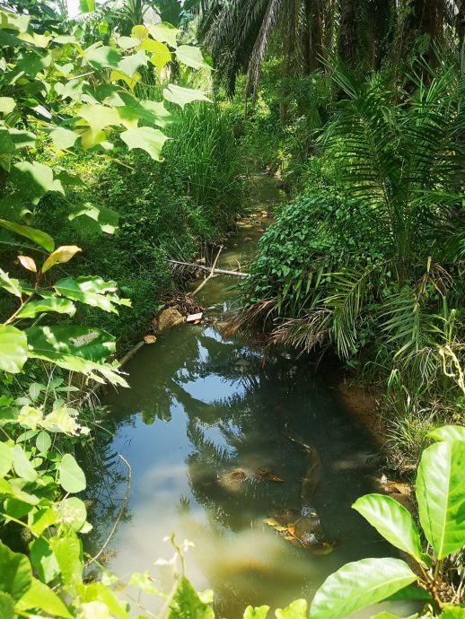 (古城第四版主文)双溪乌浪垃圾山偷偷将污水通过别人园坵排