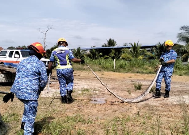 再有蟒蛇潜进 吃了鹅与鸭 农场防不胜防