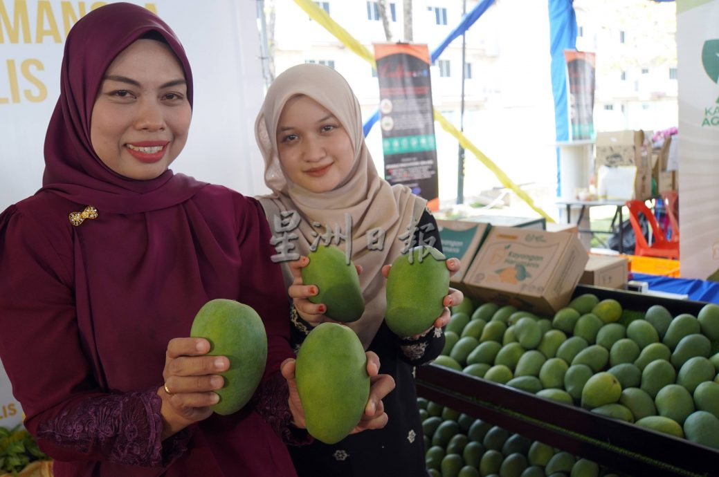 (大北马)玻香甜芒已上市,玻农业局:今年预计2140公吨产量,市价每公斤25至45令吉