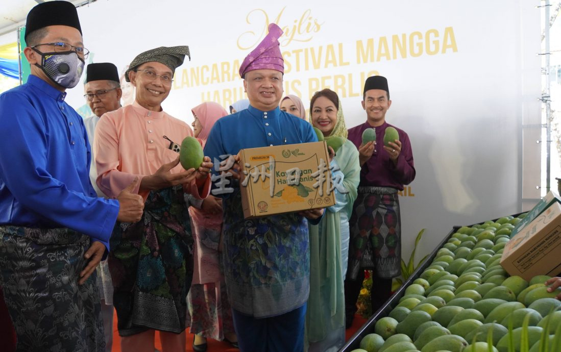 (大北马)玻香甜芒已上市,玻农业局:今年预计2140公吨产量,市价每公斤25至45令吉