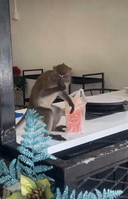 (已签发)柔:狮城二三事:美世界野猴猖獗抢夺 店家备棍驱赶