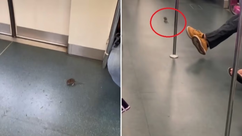 (已签发)柔:狮城二三事:老鼠“搭”地铁视频网上热传 SMRT:已将老鼠移除