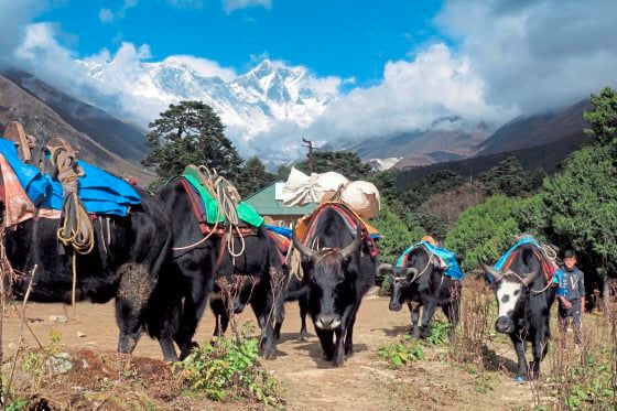 Kim Teoh/高原,遇见生活