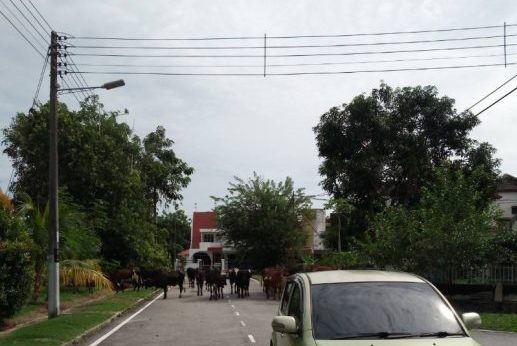 NS芙蓉/投诉长期未获解决，芙市政厅成立“问题诊断小组”拟更有效解决方案