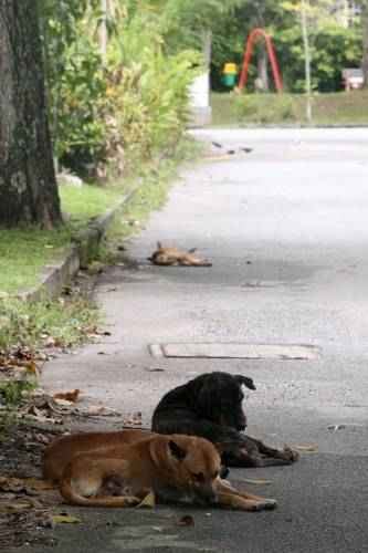 NS芙蓉/投诉长期未获解决，芙市政厅成立“问题诊断小组”拟更有效解决方案