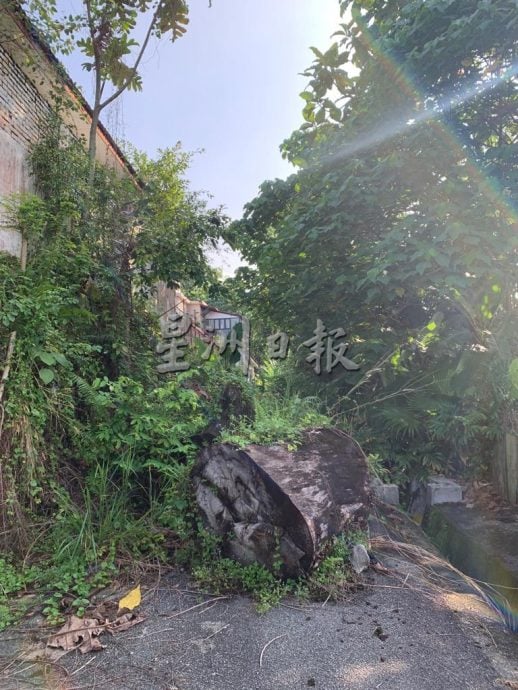 罗白选区荒废住家多，无人理且任由杂草丛生；邻居生活被困扰