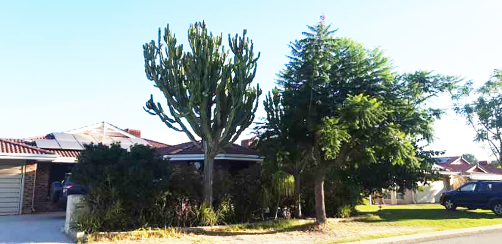 ns马口:马口居民移居澳洲27年