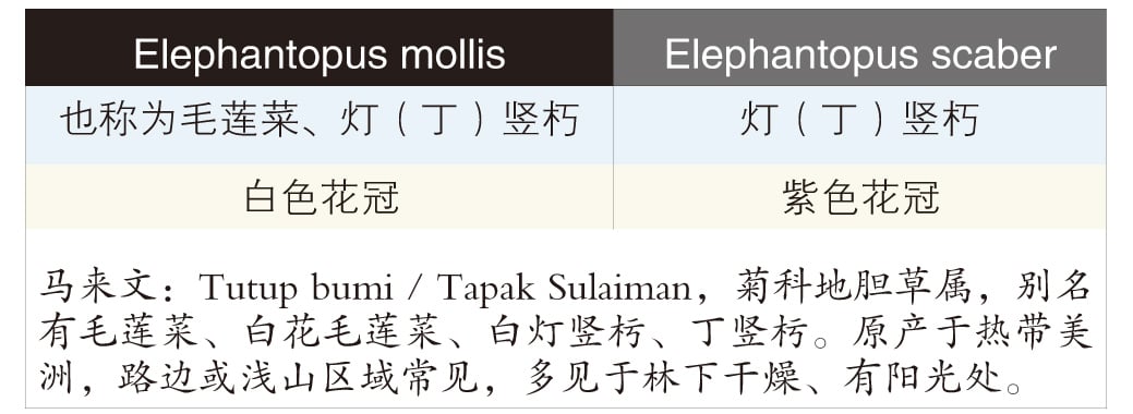 萧文雄／地胆头这是一种草药，想问问它真的能够治癌吗？