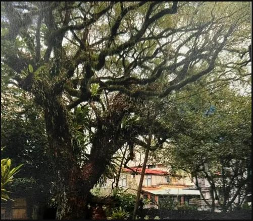 23年前护住的老樟树又要被铲 龙应台急见李四川陈情 老树留住了!