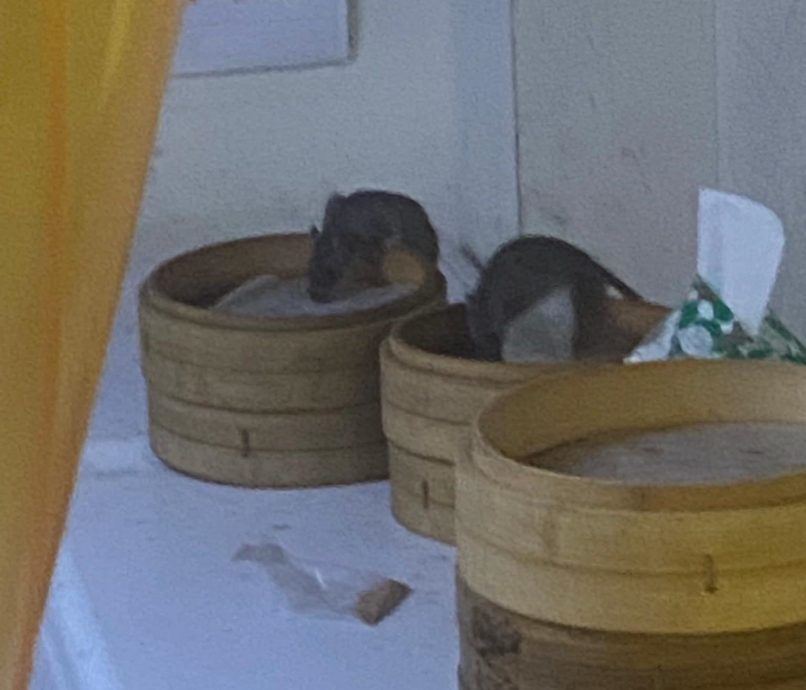 2肥鼠蒸笼上偷吃 店家辩：店全关没处去