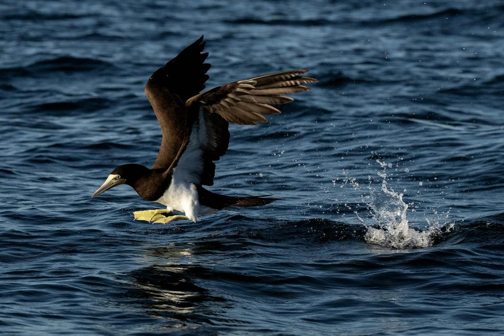 BRAZIL-HEALTH-VIRUS-BIRD FLU