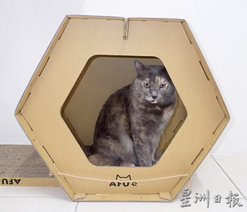 ★5月27日刊登【我家萌宠】／大霹雳封底主文／／龙丽茔收治流浪猫 设基金助毛孩  夫妻养猫趣事融入漫画