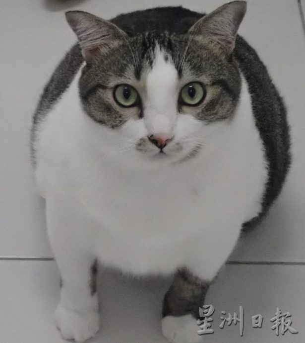 ★5月27日刊登【我家萌宠】/大霹雳封底主文//龙丽茔收治流浪猫 设基金助毛孩 夫妻养猫趣事融入漫画
