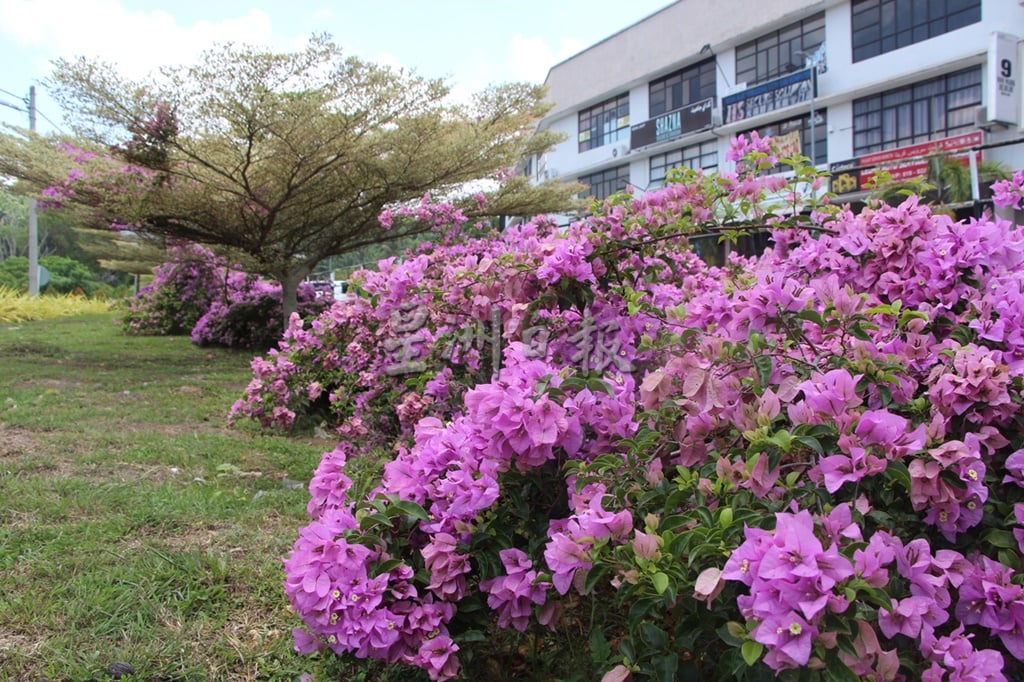东：大马樱花风铃木盛开，美不胜收