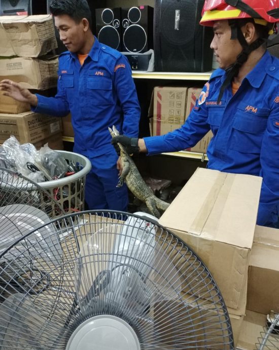 东:天气太热?四脚蛇溜进电器店避暑