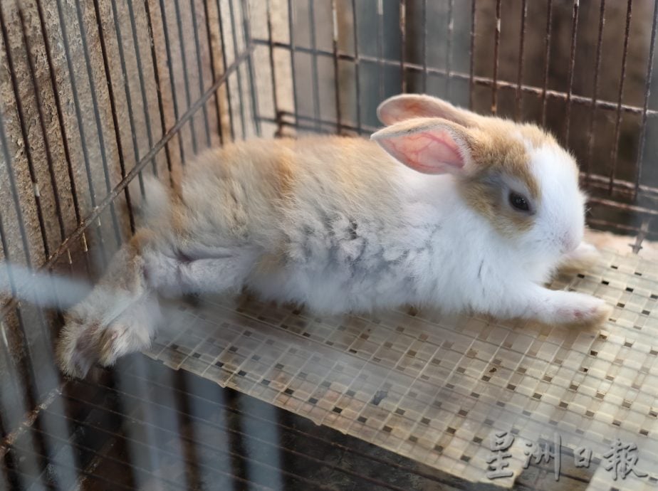 东:宠物店各施各法宠物消暑方式