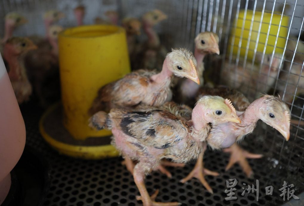 东：宠物店各施各法宠物消暑方式