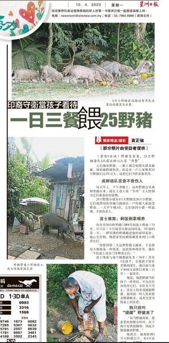 东：本报曾经报道的野猪变家畜新闻，其中4只被执法员射杀