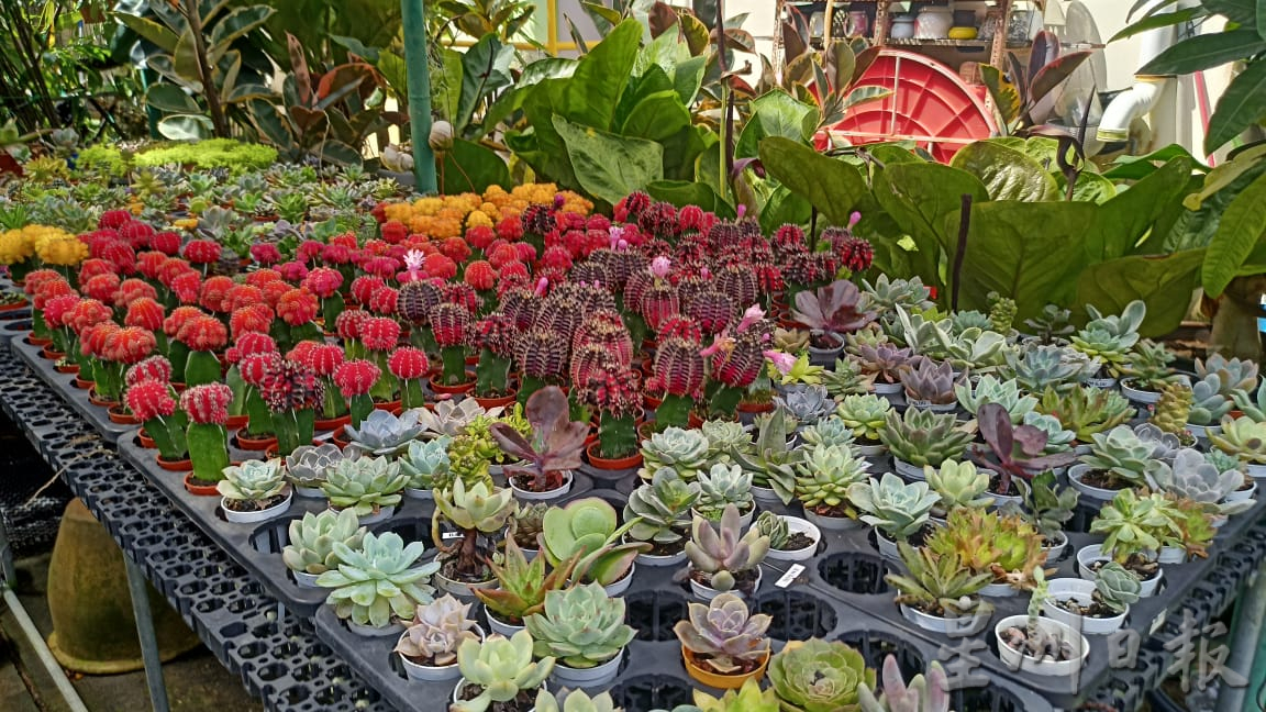 热浪来袭，花圃用水量倍增。