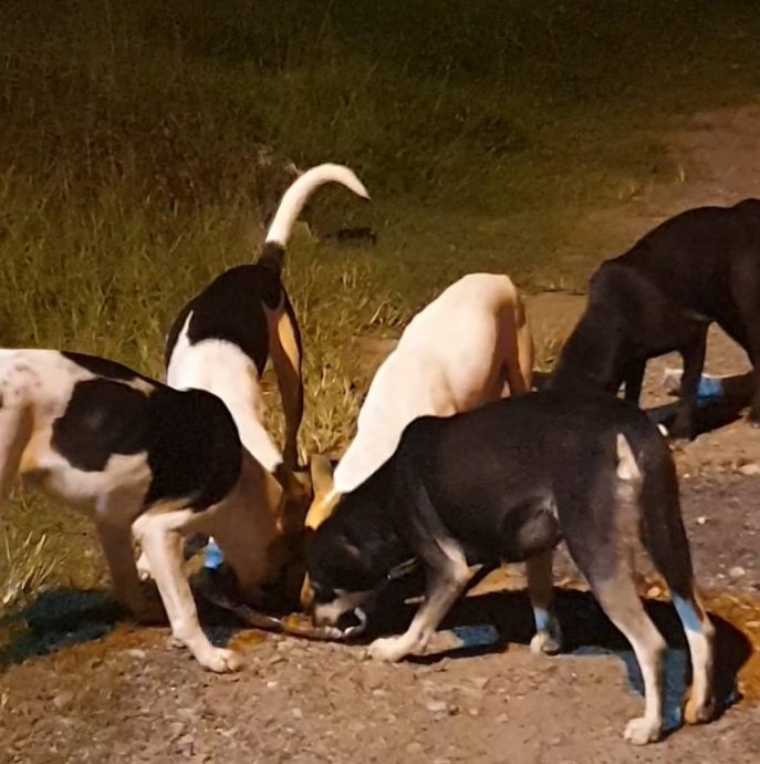 东:爱护流浪猫狗