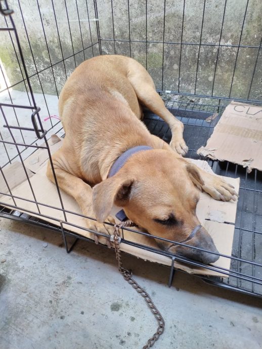 东:爱护流浪猫狗