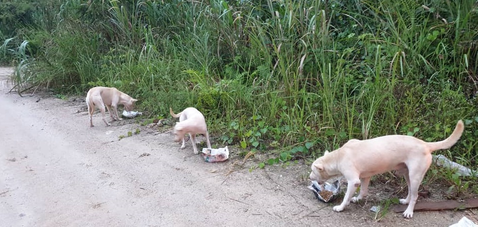 东:爱护流浪猫狗