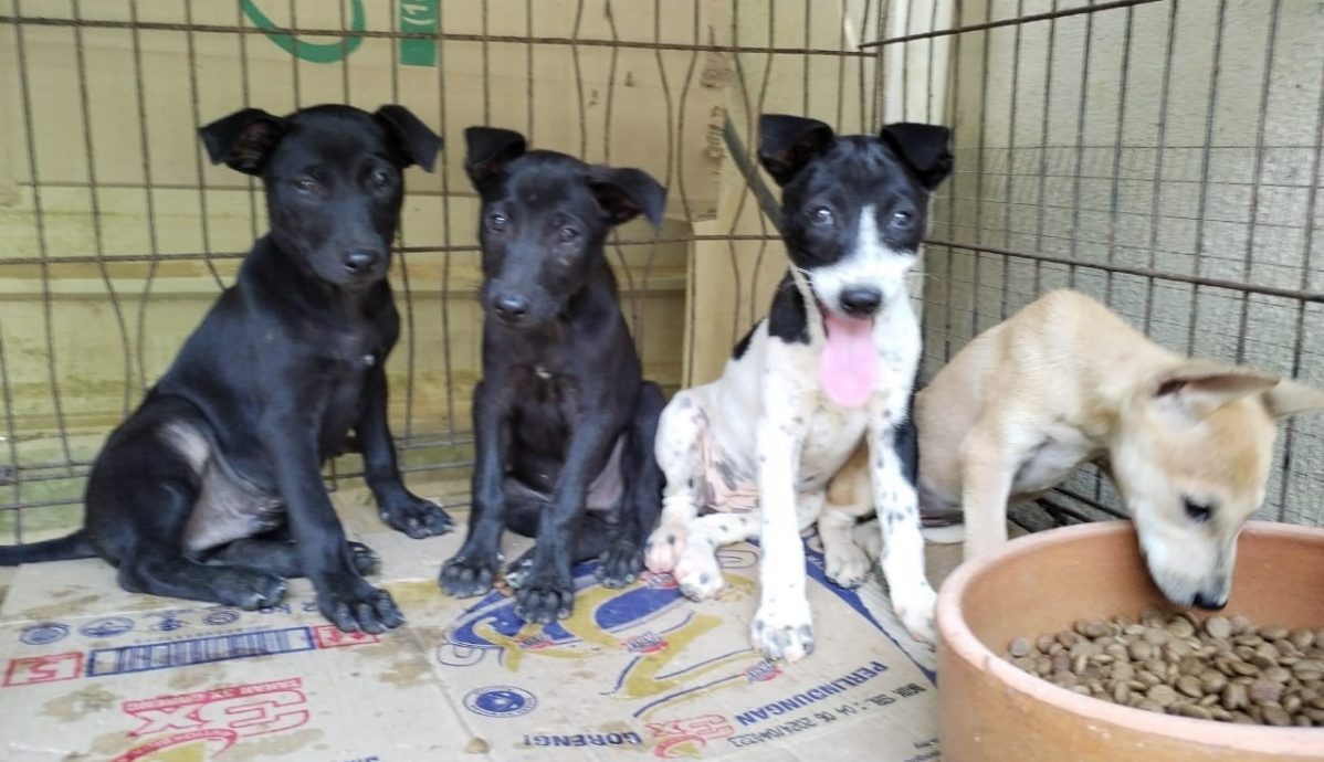 东:爱护流浪猫狗