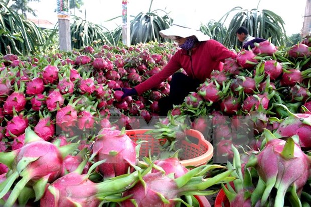 中国墨西哥抢种火龙果 越南打哆嗦一哥地位不保