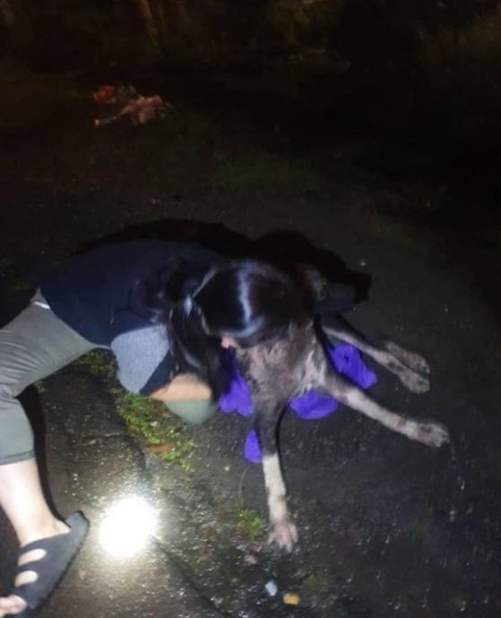 交大都会：【有故事的人】：（5月30日刊登）：因人手不足，动物庇护所志工李宜霖经常负责单独捉流浪狗。累！但仍坚持