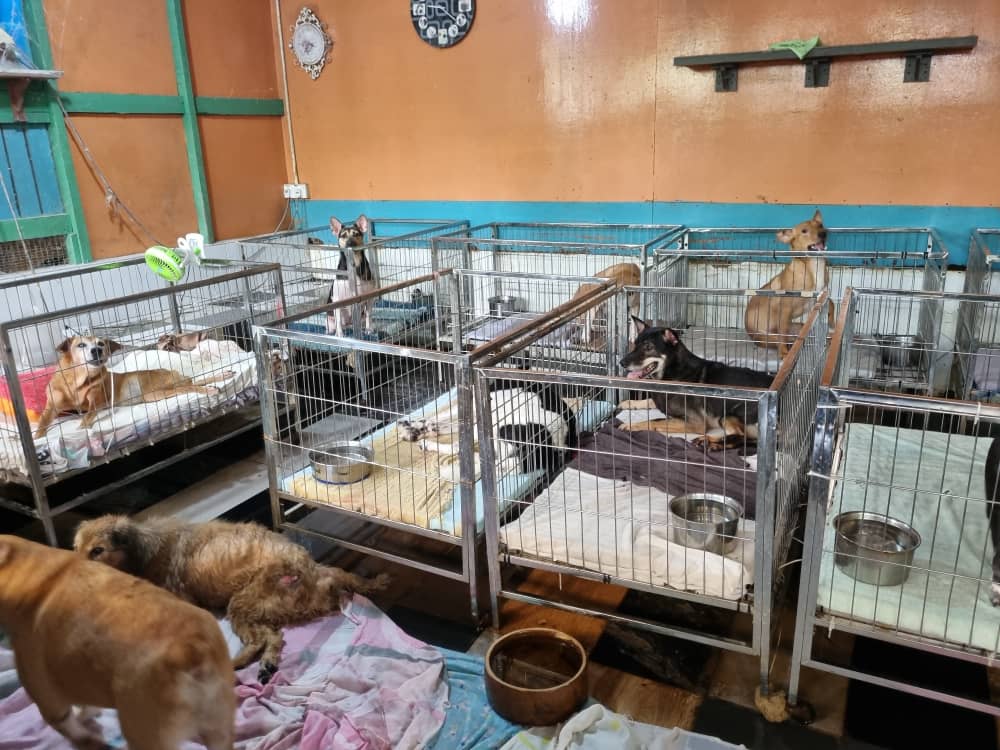 交大都会：【有故事的人】：（5月30日刊登）：因人手不足，动物庇护所志工李宜霖经常负责单独捉流浪狗。累！但仍坚持