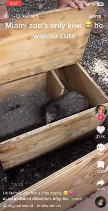 付钱任摸国鸟激怒纽西兰人 美动物园急删片道歉