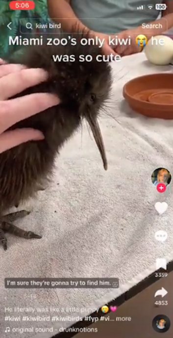 付钱任摸国鸟激怒纽西兰人 美动物园急删片道歉