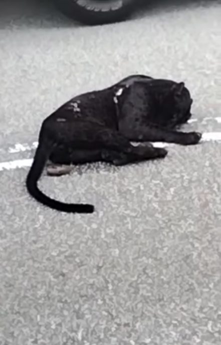 供星洲网/黑豹越路,惨遭撞毙