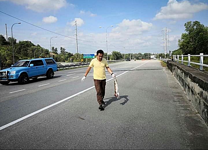 装修商发心处理路边动物尸:“希望大家开车慢一点”