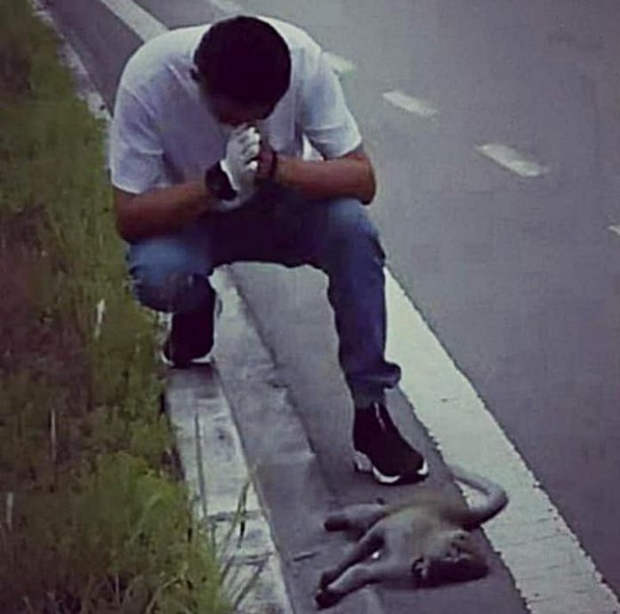 装修商发心处理路边动物尸:“希望大家开车慢一点”