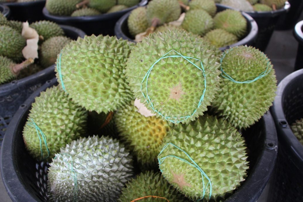 全：邹宇晖促请农粮部加快鲜果榴梿出口中国的步伐