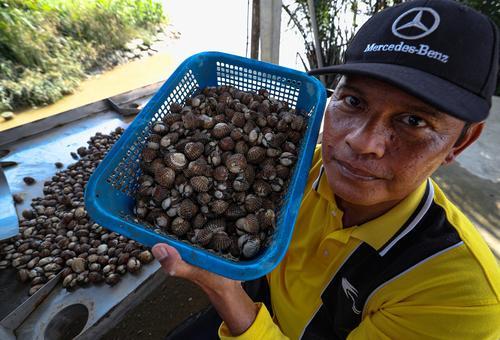 力侨区养蚶计划