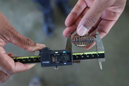 力侨区养蚶计划