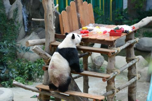 动物园送特制“冰蛋糕”庆生 熊猫宝宝升谊两岁了!