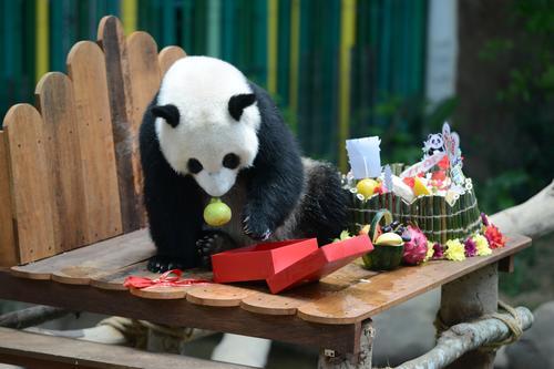 动物园送特制“冰蛋糕”庆生 熊猫宝宝升谊两岁了!