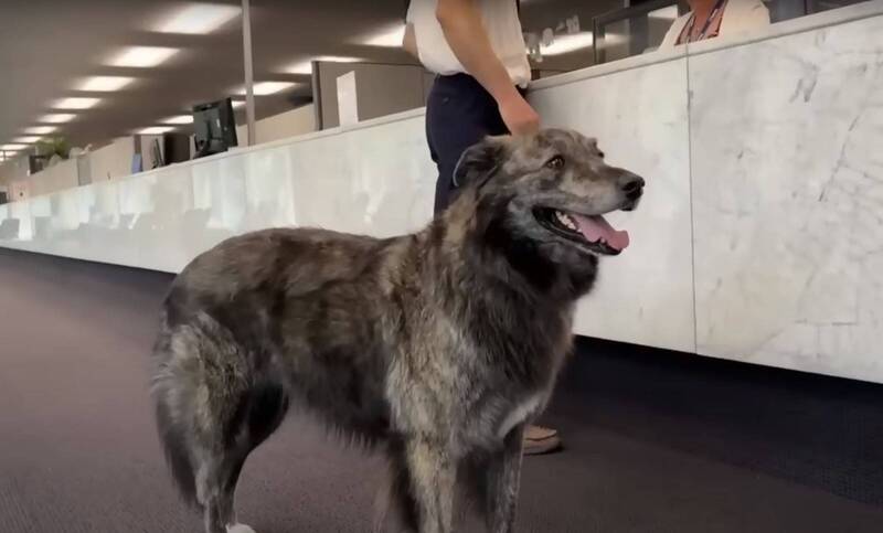 多伦多市长补选 候选人102位破当地纪录......包括1条狗