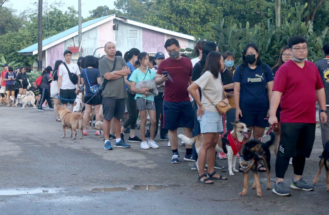 大都会/封面/狗狗嘉年华会-多图