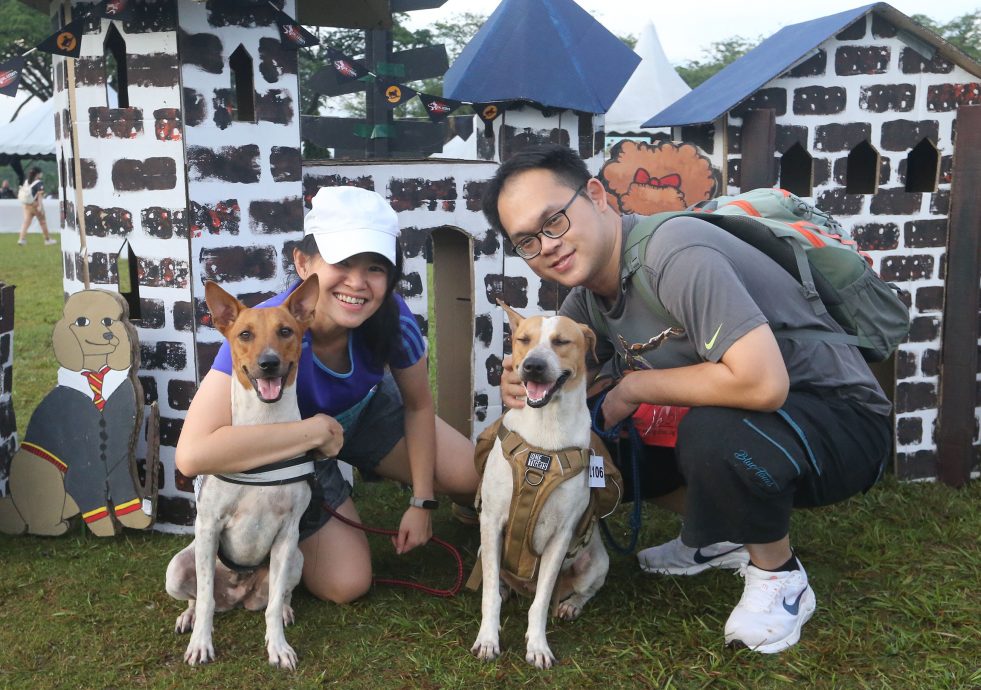 大都会/封面/狗狗嘉年华会-多图