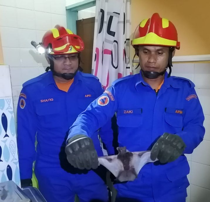 大都会:蝙蝠和毒蛇入屋/2图