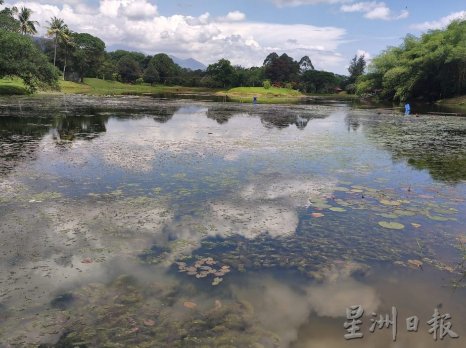 太平湖西湖黑藻丛生破坏美观威胁生态