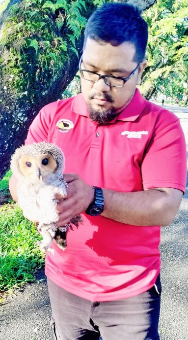 小斑点林鸮掉路上 送太平动物园饲养