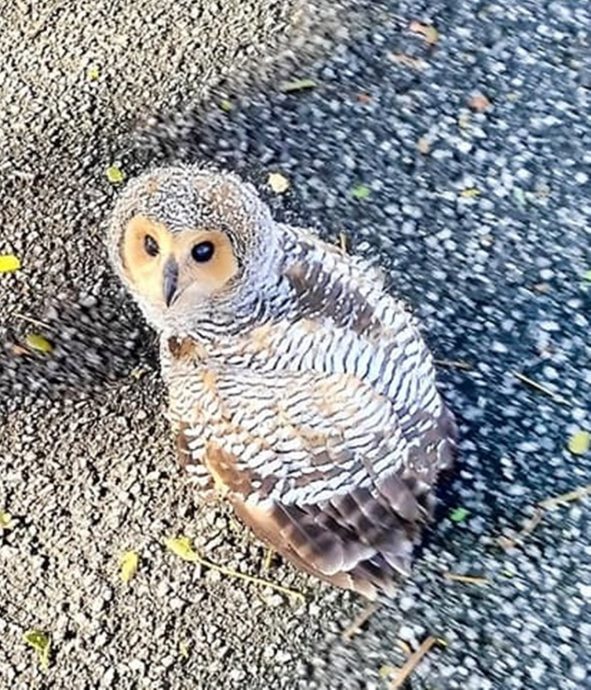 小斑点林鸮掉路上 送太平动物园饲养